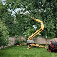 Reliable Brownwood, TX  Tree Services Solutions