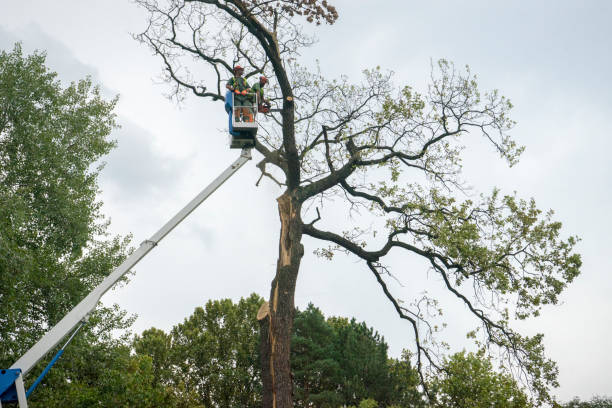 Why Choose Our Tree Removal Services in Brownwood, TX?