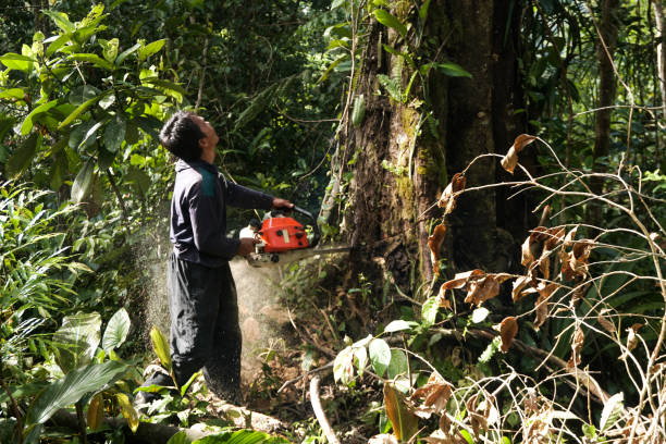 Best Tree and Shrub Care  in Brownwood, TX